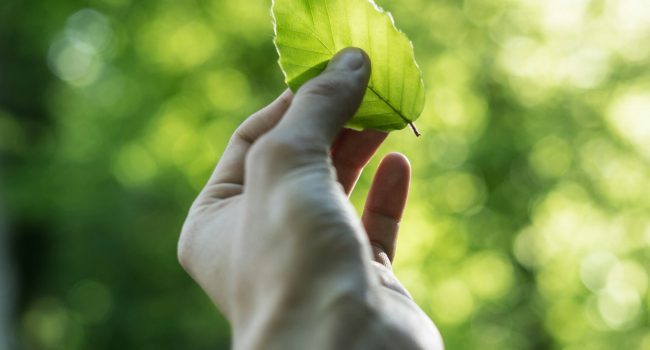 leaf