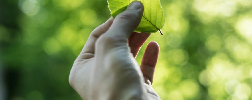leaf