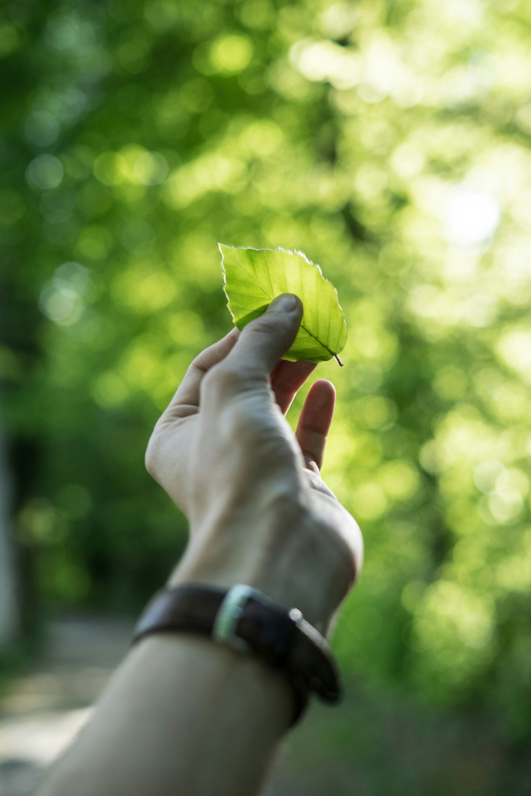 leaf
